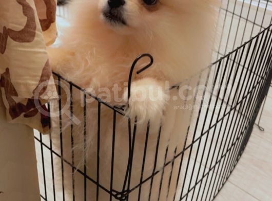 4 Aylık Pomerian Boo
