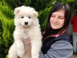 Samoyed Yavru Üst Kalite