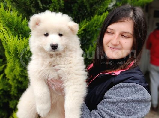 Samoyed Yavru Üst Kalite