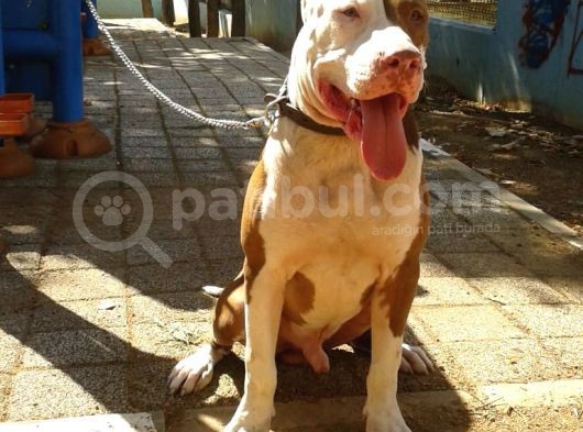9 Aylık Yakışıklı Chapo