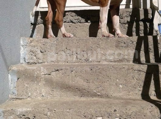 9 Aylık Yakışıklı Chapo görsel