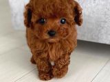 Red Brown Toy Poodle Yavrularımız