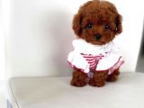 Red Brown Toy Poodle Yavrularımız