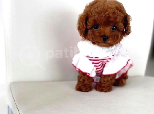 Red Brown Toy Poodle Yavrularımız