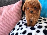 Red Brown Toy Poodle Yavrularımız