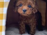 Red Brown Toy Poodle Yavrularımız