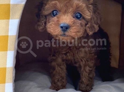 Red Brown Toy Poodle Yavrularımız görsel
