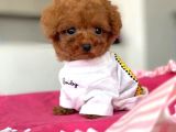 Red Brown Toy Poodle Yavrularimiz