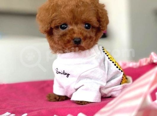 Red Brown Toy Poodle Yavrularimiz görsel
