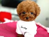 Red Brown Toy Poodle Yavrularimiz