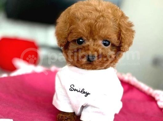 Red Brown Toy Poodle Yavrularimiz