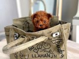 Red Brown Toy Poodle Yavrularimiz