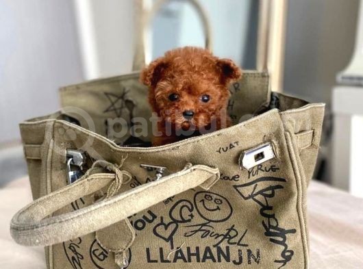 Red Brown Toy Poodle Yavrularimiz görsel