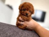 Red Brown Toy Poodle Yavrularimiz