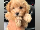 2 Aylık Yavru Dişi Toy Poodle