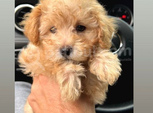 2 Aylık Yavru Dişi Toy Poodle