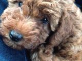2 Aylık Yavru Dişi Toy Poodle