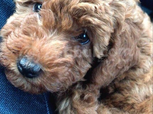 2 Aylık Yavru Dişi Toy Poodle görsel