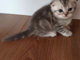 Safkan Scottish Fold Yavrumuza Aile