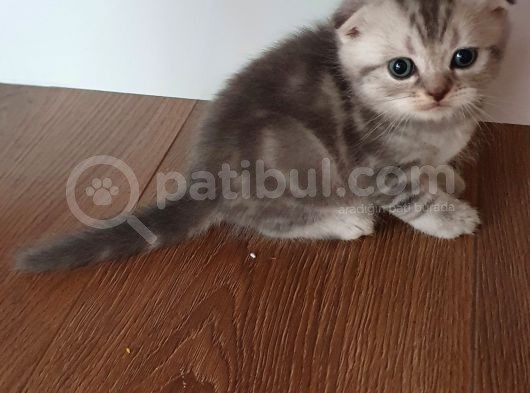 Safkan Scottish Fold Yavrumuza Aile görsel