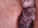 Safkan Scottish Fold Yavrumuza Aile