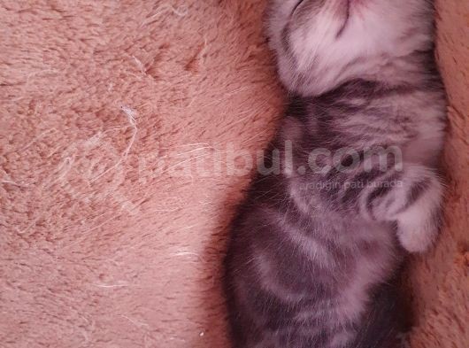 Safkan Scottish Fold Yavrumuza Aile görsel
