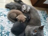 Safkan Scottish Fold Yavrumuza Aile
