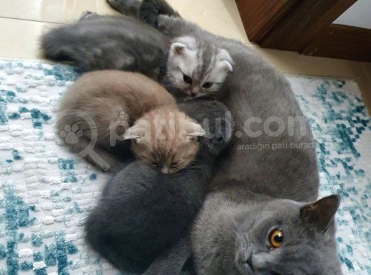 Safkan Scottish Fold Yavrumuza Aile görsel