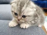 Safkan Scottish Fold Yavrumuza Aile