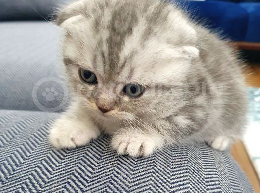 Safkan Scottish Fold Yavrumuza Aile görsel