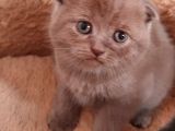 Safkan Scottish Fold Yavrumuza Aile