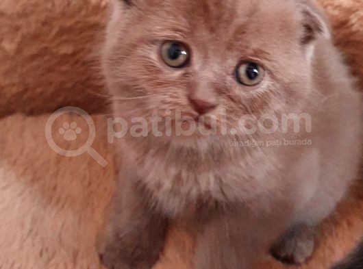Safkan Scottish Fold Yavrumuza Aile görsel