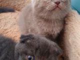 Safkan Scottish Fold Yavrumuza Aile