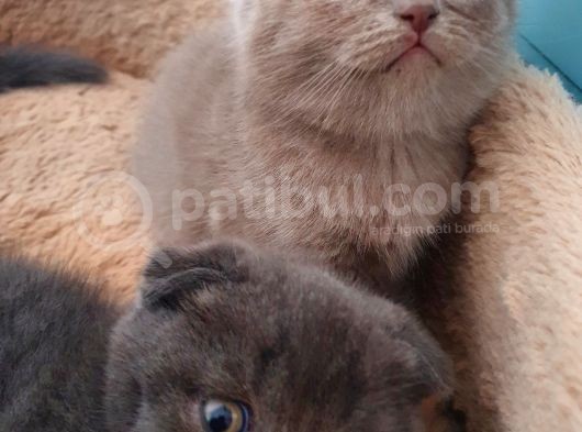 Safkan Scottish Fold Yavrumuza Aile görsel