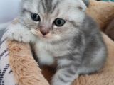 Safkan Scottish Fold Yavrumuza Aile