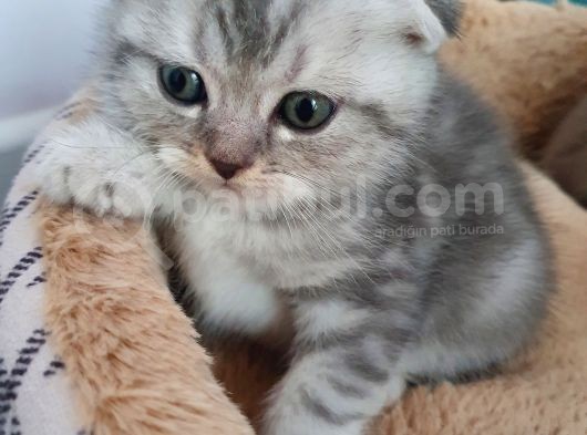Safkan Scottish Fold Yavrumuza Aile görsel