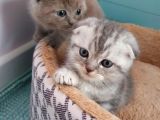 Safkan Scottish Fold Yavrumuza Aile