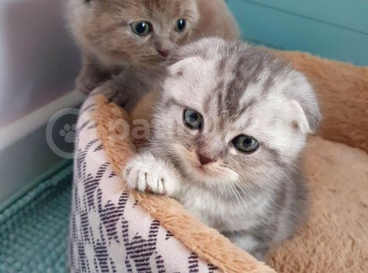 Safkan Scottish Fold Yavrumuza Aile
