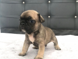 Fawn French Bulldog