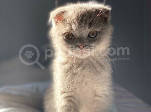 Scottish Fold Lilac görsel