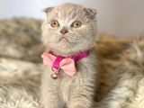 Scottish Fold Lilac