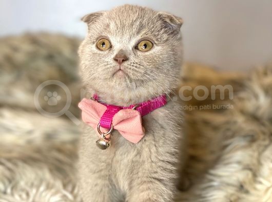 Scottish Fold Lilac