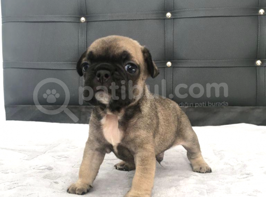 Fawn French Bulldog