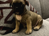 Fawn French Bulldog