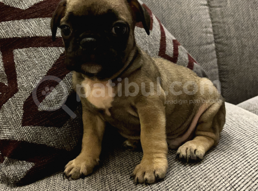 Fawn French Bulldog görsel