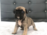 Fawn French Bulldog