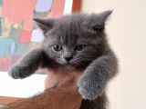 2 Aylık Erkek Gri̇ British Shorthair