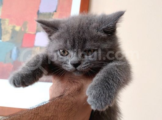2 Aylık Erkek Gri̇ British Shorthair görsel