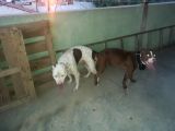 Safkan Pitbull Yavruları