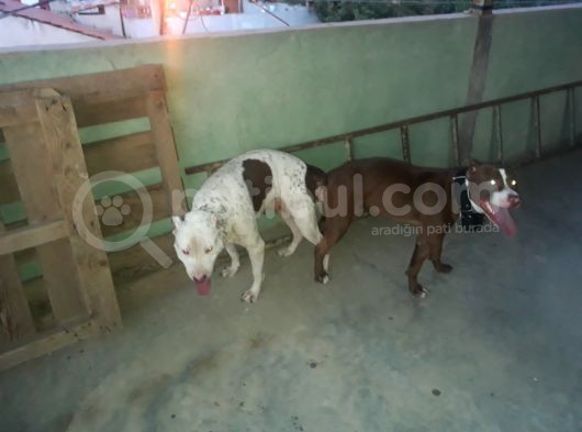 Safkan Pitbull Yavruları görsel